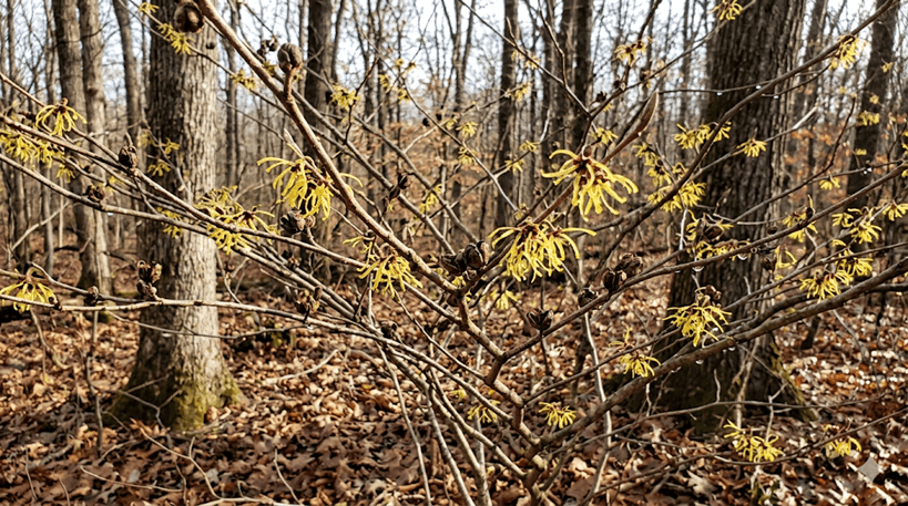Witch Hazel